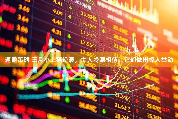 速盈策略 三月小土猫逆袭，主人冷眼相待，它却做出惊人举动