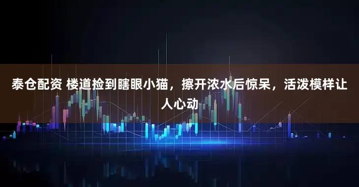 泰仓配资 楼道捡到瞎眼小猫，擦开浓水后惊呆，活泼模样让人心动