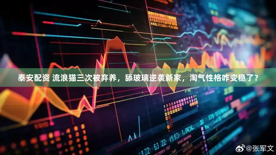 泰安配资 流浪猫三次被弃养，舔玻璃逆袭新家，淘气性格咋变稳了？